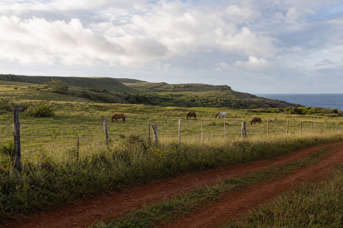 Kauai horseback tours