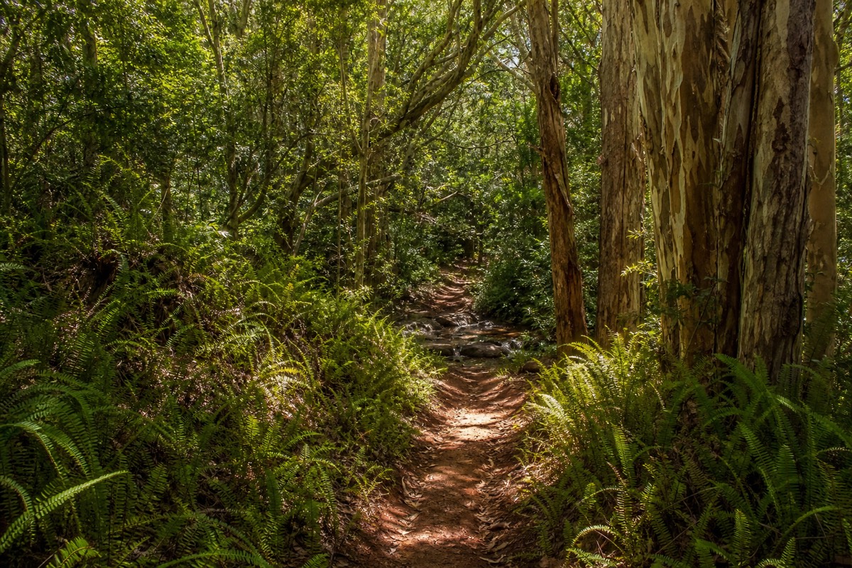 Kauai horseback tours