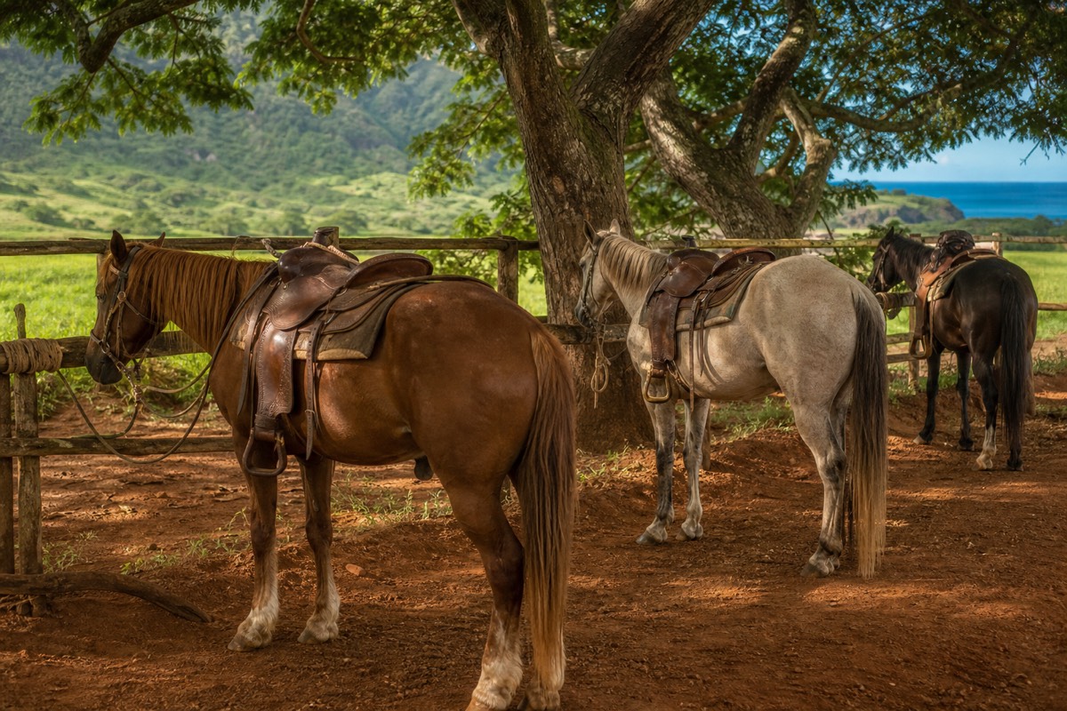 Kauai horseback tours