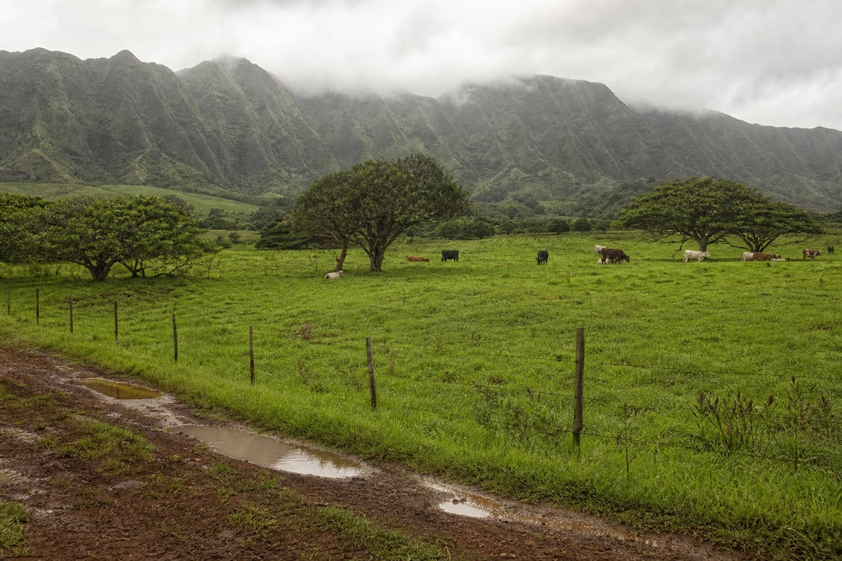 Wet, green north shore ranch country near Princeville
